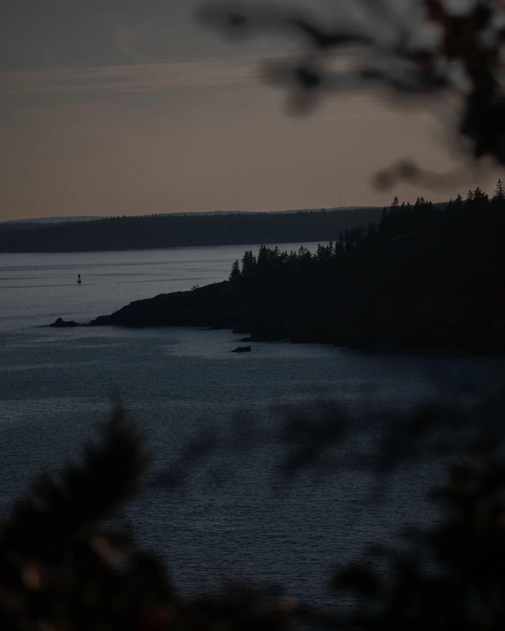 Dark coastal inlet framed by out-of-focus evergreen branches